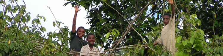3 Boys in a tree
